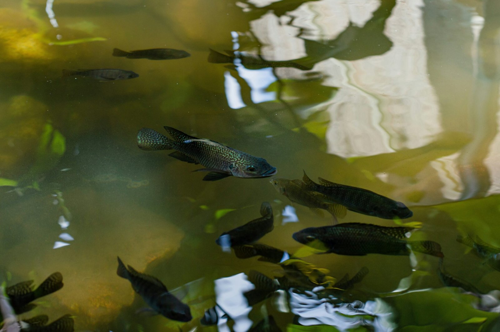 Essential Considerations Before Starting Fish Farming